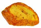 Mammalian Hair and Fly Preserved in Baltic Amber - Rare! #145395-3